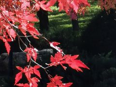 -大望京公园