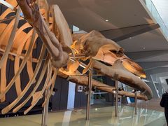 -墨尔本博物馆(Melbourne Museum)