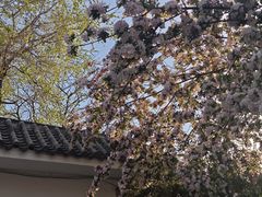 -桃花堤公园