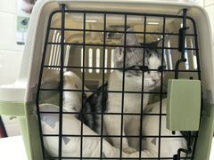-瑞派天宁宠物医院·猫科·异宠中心