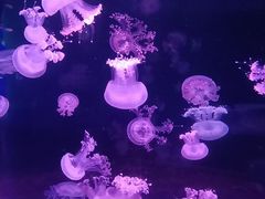 -欢乐海岸海洋奇梦馆