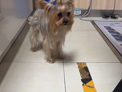 -宠福鑫康馨动物医院·骨科·眼科