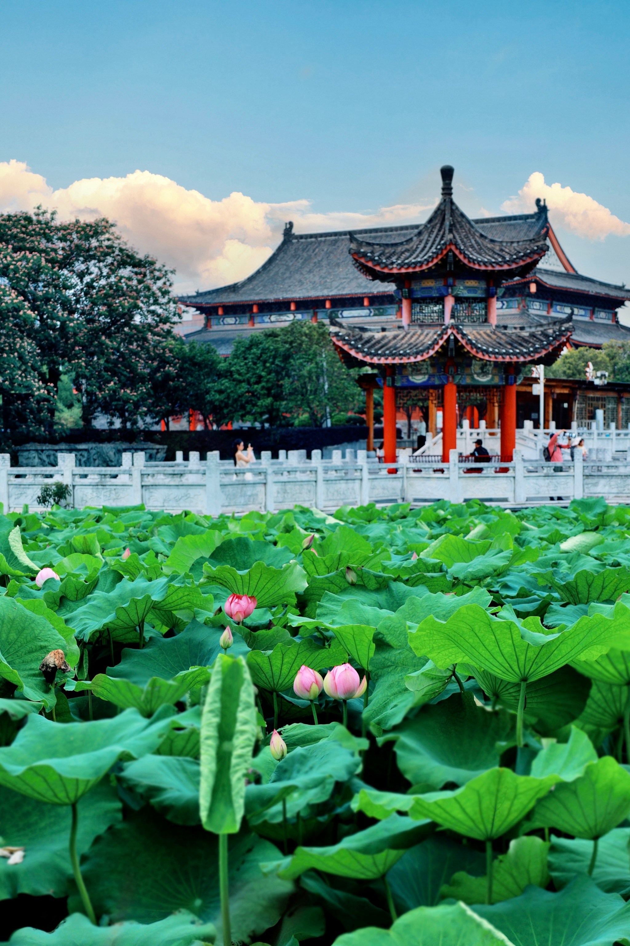 实拍‼️武汉地铁直达百亩荷花已开,没人