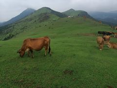 -大姆山草场