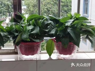 绿萝~青叶绿萝 叶子青翠看上去为纯正的青绿色