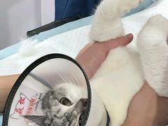 -博特宠物医院24h犬猫全科.骨科·异宠