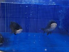 -香山湖渔家大院