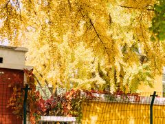 -三里屯东五街银杏大道