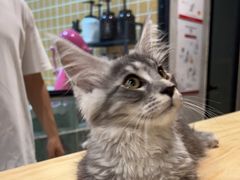 -70cat德文卷毛猫·缅因猫纯种猫舍