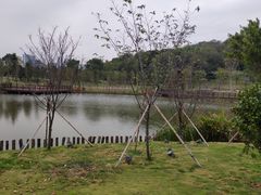 -王借岗森林公园
