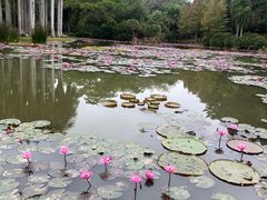 -中国科学院西双版纳热带植物园