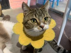 -喵屿·大理花园猫咖