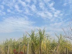 -菊园百果园