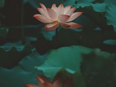 -荔湾湖公园