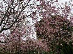 -南山植物园