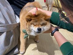 -逗柴咖啡屋·狗咖猫咖宠物桌游