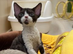 -momokira米努特·德文卷毛猫·棉花面纱犬