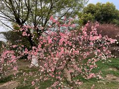 -秀丽东方