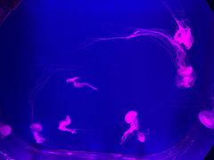 -沈阳海洋探索中心