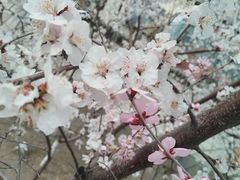 -桃花堤公园