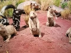 -陕西自然博物馆