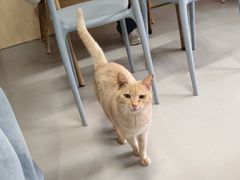 -豆逗聊愈猫阁Easy Life