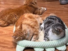 -MOCHA明星猫咖(田子坊店)