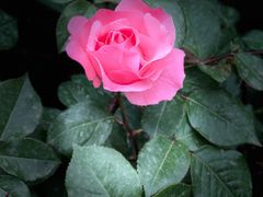 -鹫峰国家森林公园