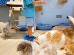 -momokira米努特·德文卷毛猫·棉花面纱犬