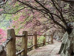 -木兰云雾山