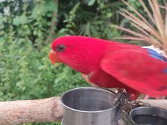 -南宫五洲植物乐园