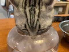 -猫友咖啡店(玉林西路店)
