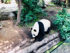 -圣地亚哥动物园