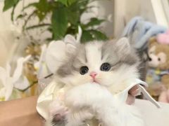 -欣宠猫屋·矮脚拿破仑·蓝金金渐层