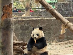 -都江堰中华大熊猫苑