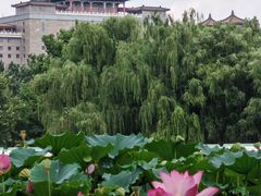 -莲花池公园