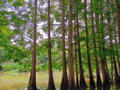 -桤木河湿地公园