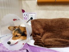 -宠爱国际动物医院· 猫科· 外科·中兽医(长白店)