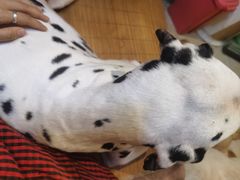 -萌喵宠狗爱心宠咖