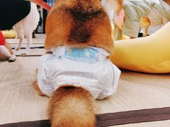 -逗柴咖啡屋·狗咖猫咖宠物桌游