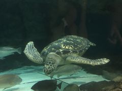 -上海海洋水族馆