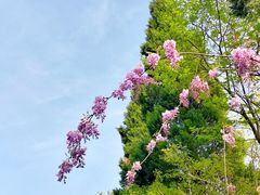 -东天目山风景区