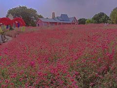 -松山湖梦幻百花洲