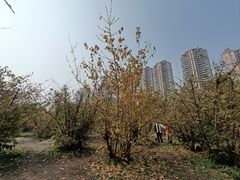 -塔子山公园