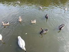 -辛玛王国游乐园