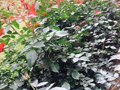 -人民公园(罗湖区)