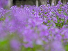 -白塘生态植物园