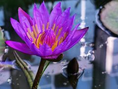 -国家植物园南园