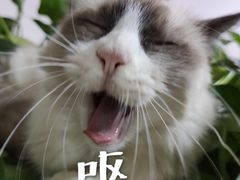 -李小姐の猫咖啡馆(五角场店)