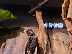 -正佳雨林生态植物园